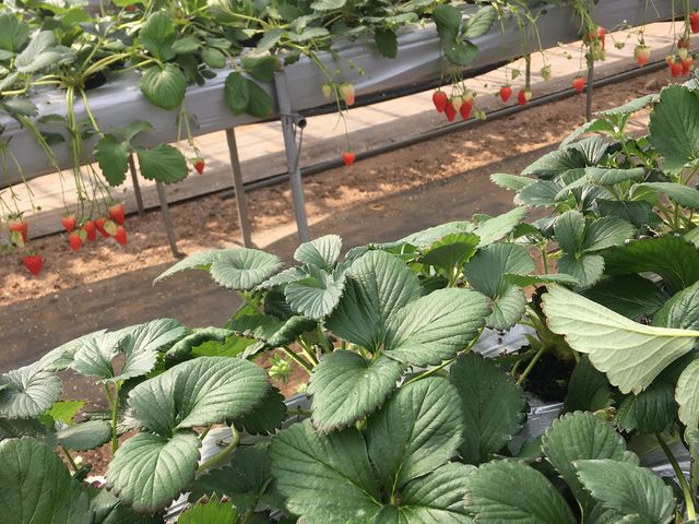 �Â��Ĕ�������������_���Ǌό��_���i�������j