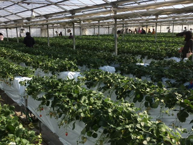 ۂƏ_STRAWBERRY FARM@zY