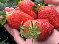 hana����̉��}���������ւ̓��e�ʐ^1