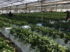 ΂STRAWBERRY FARM@zYւ̓eʐ^1