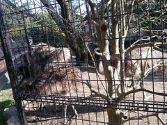 ���񂿂�񂳂�̋{�n�Ԑ_�Ж��Ƒ����R�L���ւ̓��e�ʐ^1