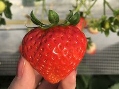 ݁[񂳂̋Rx[hւ̓eʐ^1