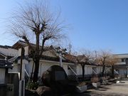 Yanwenli̔ǂӂꂠLisόj̓eʐ^1