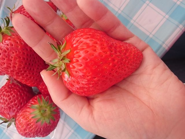 �傫�Ȃ������I_�t���[�c�K�[�f���䂤