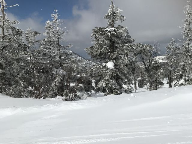 ���X_�u�ꍂ������R�R��