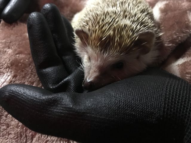 ����_�ߑO2���̃n���l�Y�~����