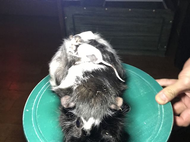 �������[�N�Ɣ������_�ߑO2���̃n���l�Y�~����