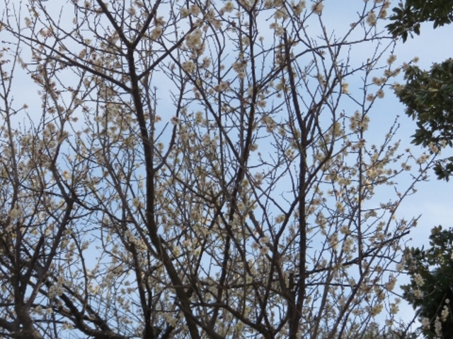 �i�F_��R�s�w�O�����ē���