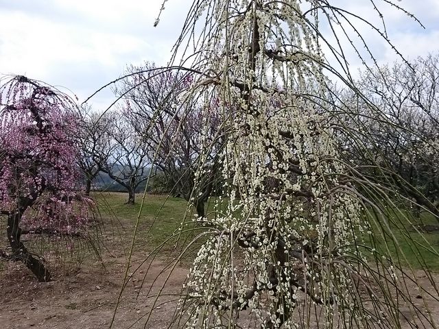 �~���������񖞊J�ł���_��@���n�R���R�V����