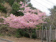 Ԃ񂳂̎lY͒Í̓eʐ^3