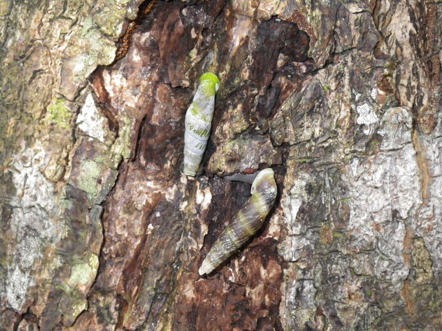 ỸrW^[Z^[@iSbaco)̓eʐ^4