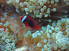 Ⴓ̃I[Vr[`Ⴝւ̓eʐ^3