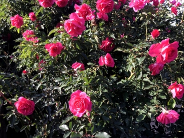 �K�N_�����o����