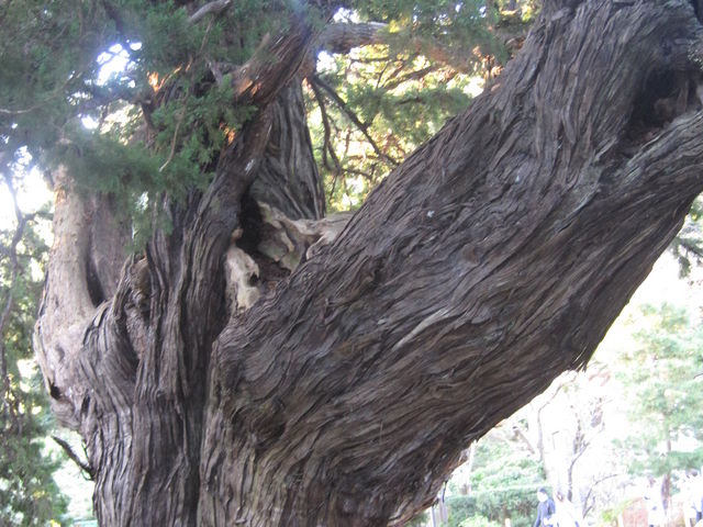 �������@�r���N�V��(��ꠁj_�r���N�V���̌Ö�(�������j