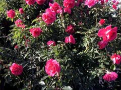 f����̋����o�����ւ̓��e�ʐ^1