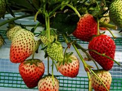 ����������̏H�{�_���ւ̓��e�ʐ^1