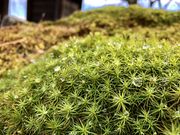 �J�gQ����̌��O���̌��ۂ̓��e�ʐ^1