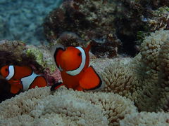 ̐Ί_}Xe[W NCւ̓eʐ^1