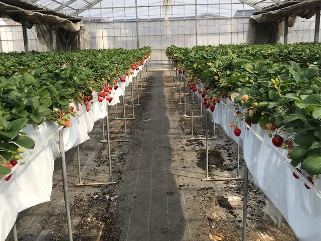 �ʘH���L���A����Ȋ����ŋ󂢂Ă��܂���_�X�g���x���[�t�B�[���h