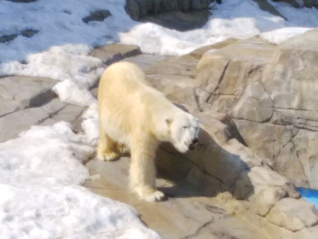 �k�ɃN�}�ł�_�~�R������