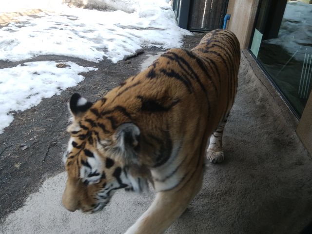 ���͂���g���ł���_�~�R������