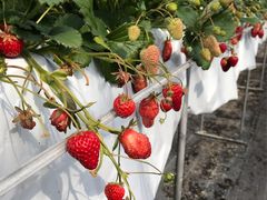 T28̃Xgx[tB[hւ̓eʐ^1