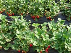 񂿂񂳂̐[_ւ̓eʐ^2