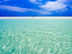 ��߂���̃n�e�̕l�ւ̓��e�ʐ^1