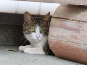 ނ炳񂳂̑E_Ђ̓eʐ^6