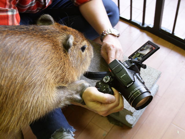 N̎ʐ^H_CAPYBARA LAND JsohPUIPUI