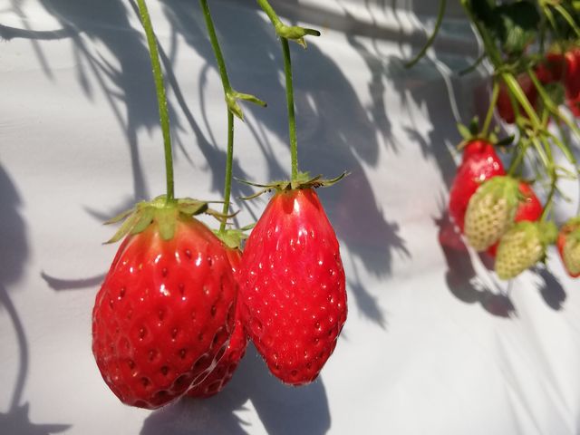 �����Ђ߃��r�[�̂悤�ȋP��_�������̗��@�������_��