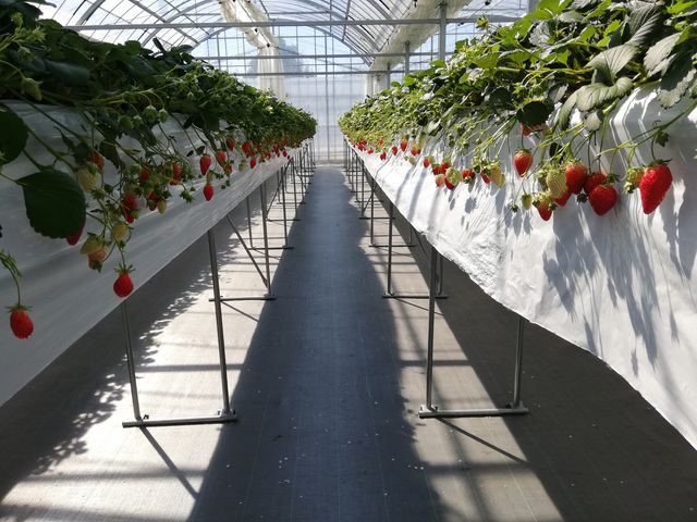 ���̂��q����ƈꏏ�ɂȂ�Ȃ��L�X��_�������̗��@�������_��