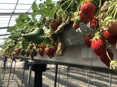 ΂ς̉ʎ̗@c_ւ̓eʐ^1