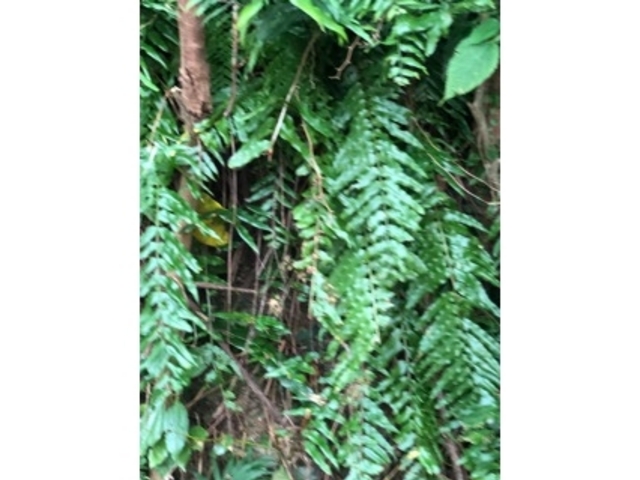 �}�C�i�X�C�I��_���N�X�M�����h