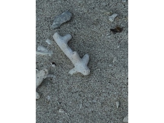 ����_�C�_�̕l