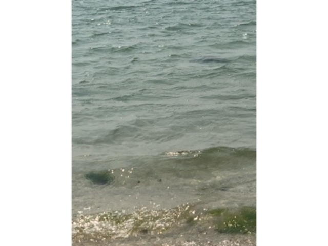 ����_���ԕl