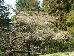 ���c���a�L�O�����̎ʐ^1