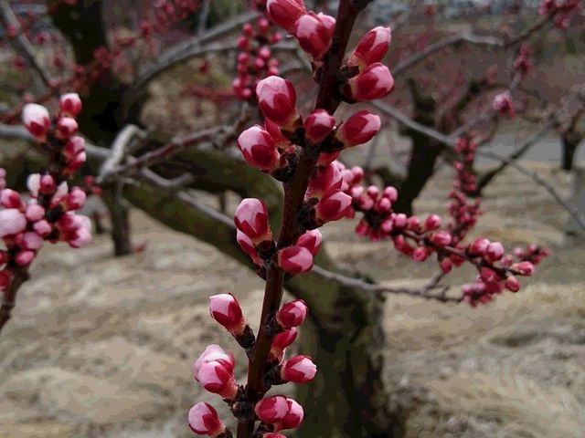 ł炢ĂԂAقƂǂ͂ڂ݂̂_񂸂̗