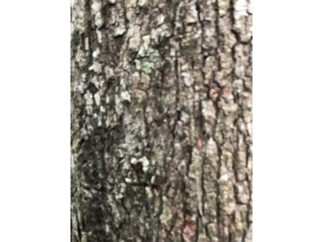 �؁X_���ю�