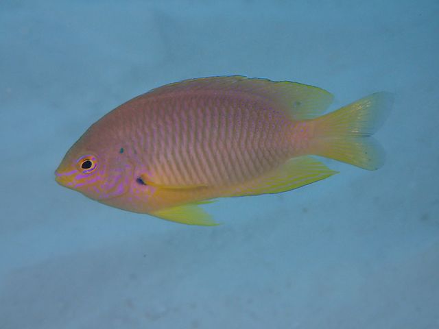 �J�N���N�}�m�~�Ɠ����̋�����_��ʓ��_�C�u�T�C�g