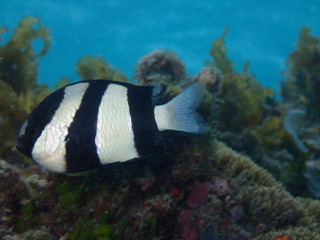 �J�N���N�}�m�~�Ɠ����̋�����_��ʓ��_�C�u�T�C�g