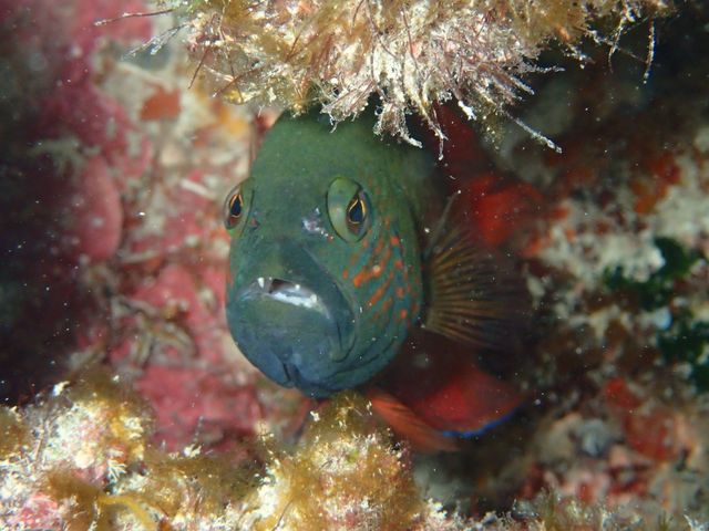 �J�N���N�}�m�~�Ɠ����̋�����_��ʓ��_�C�u�T�C�g