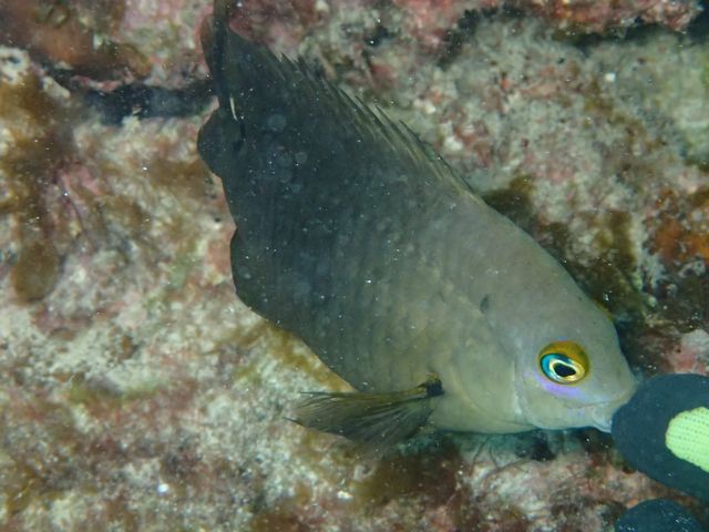 �J�N���N�}�m�~�Ɠ����̋�����_��ʓ��_�C�u�T�C�g