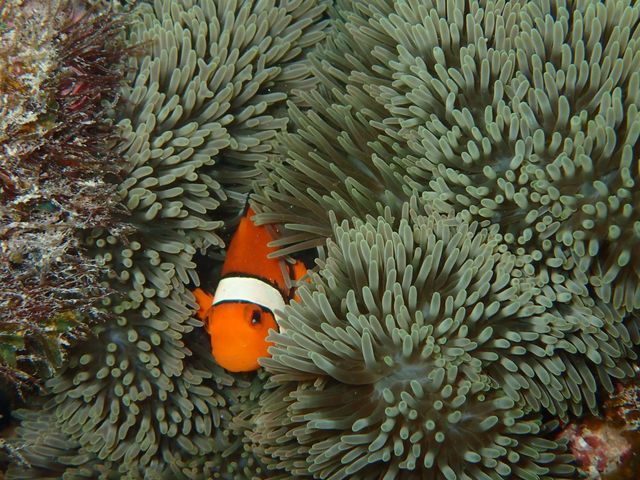 �J�N���N�}�m�~_��ʓ��_�C�u�T�C�g