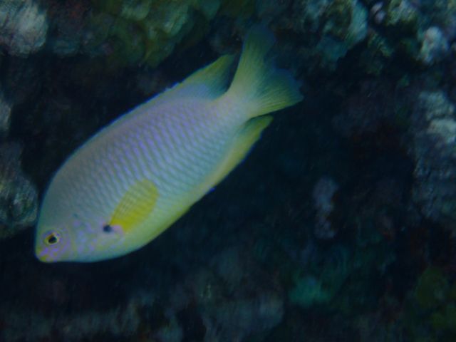 �J�N���N�}�m�~�Ɠ����̋�����_��ʓ��_�C�u�T�C�g