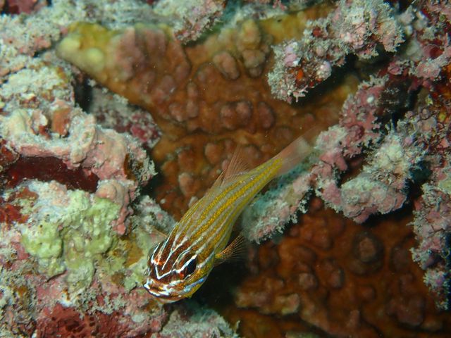 �J�N���N�}�m�~�Ɠ����̋�����_��ʓ��_�C�u�T�C�g