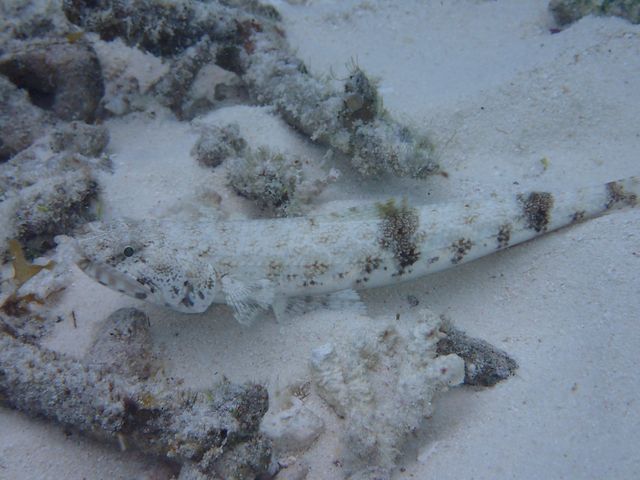 �J�N���N�}�m�~�Ɠ����̋�����_��ʓ��_�C�u�T�C�g