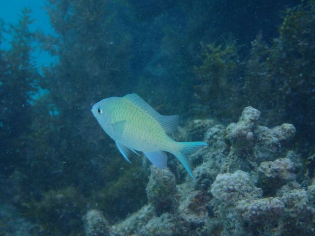 �J�N���N�}�m�~�Ɠ����̋�����_��ʓ��_�C�u�T�C�g