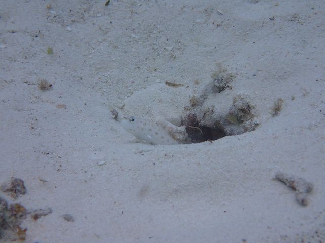 �J�N���N�}�m�~�Ɠ����̋�����_��ʓ��_�C�u�T�C�g