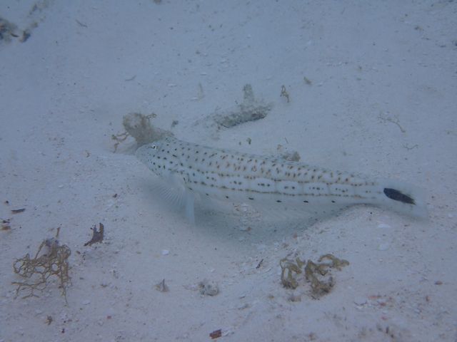 �J�N���N�}�m�~�Ɠ����̋�����_��ʓ��_�C�u�T�C�g